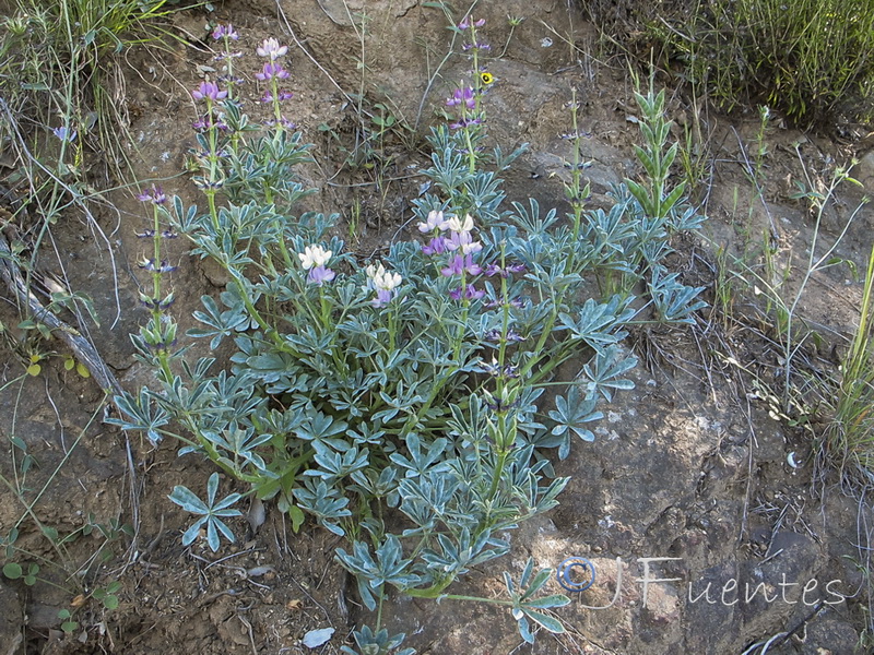 Lupinus hispanicus.01