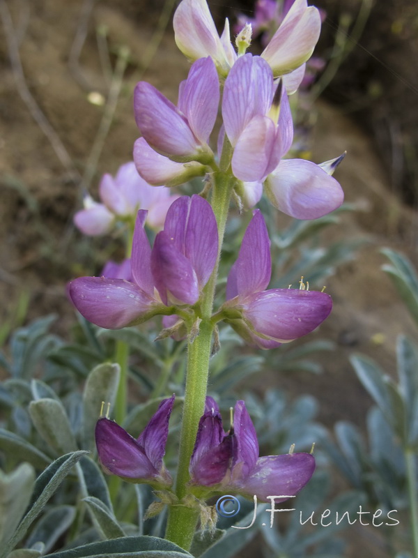 Lupinus hispanicus.03