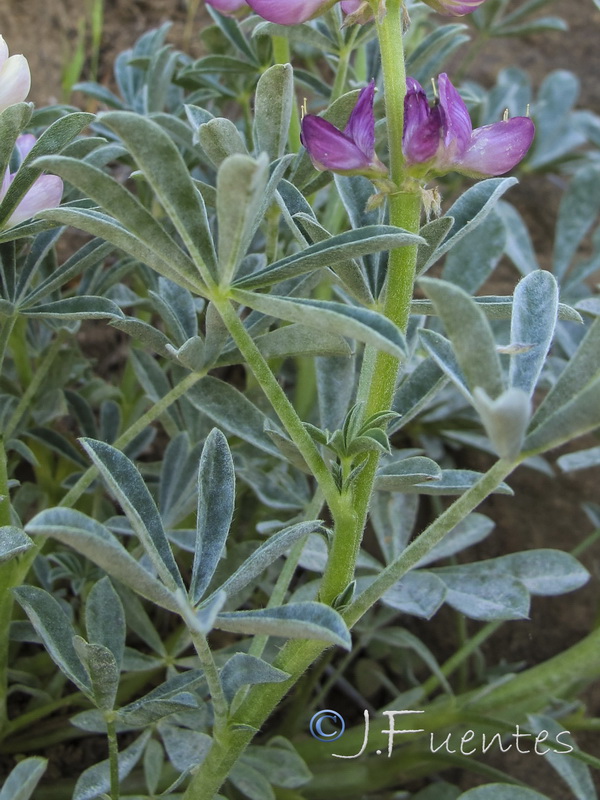 Lupinus hispanicus.04