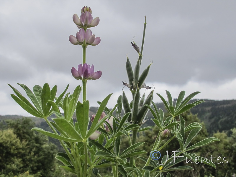 Lupinus hispanicus.05