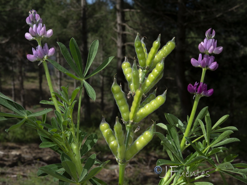Lupinus hispanicus.06