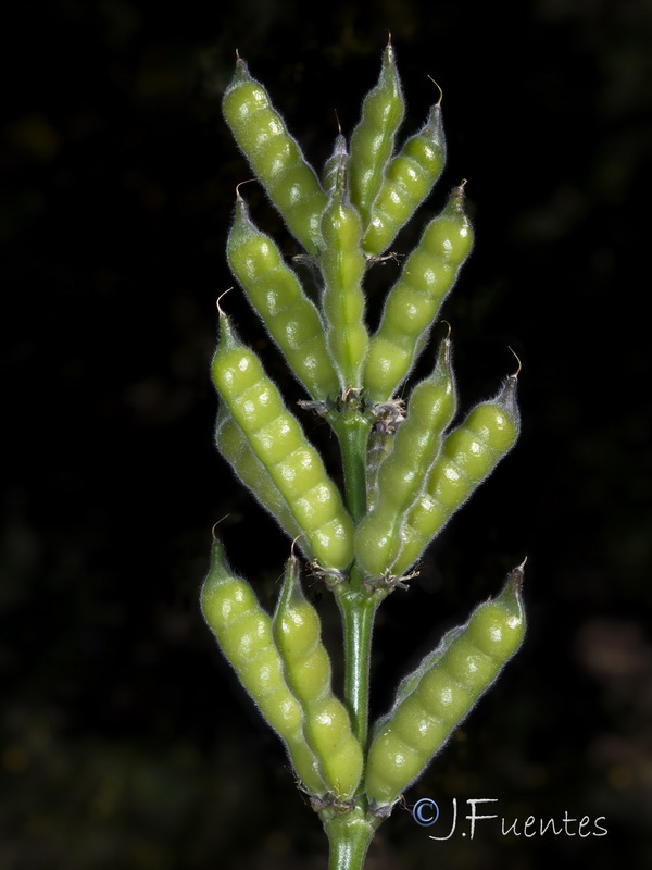 Lupinus hispanicus.08