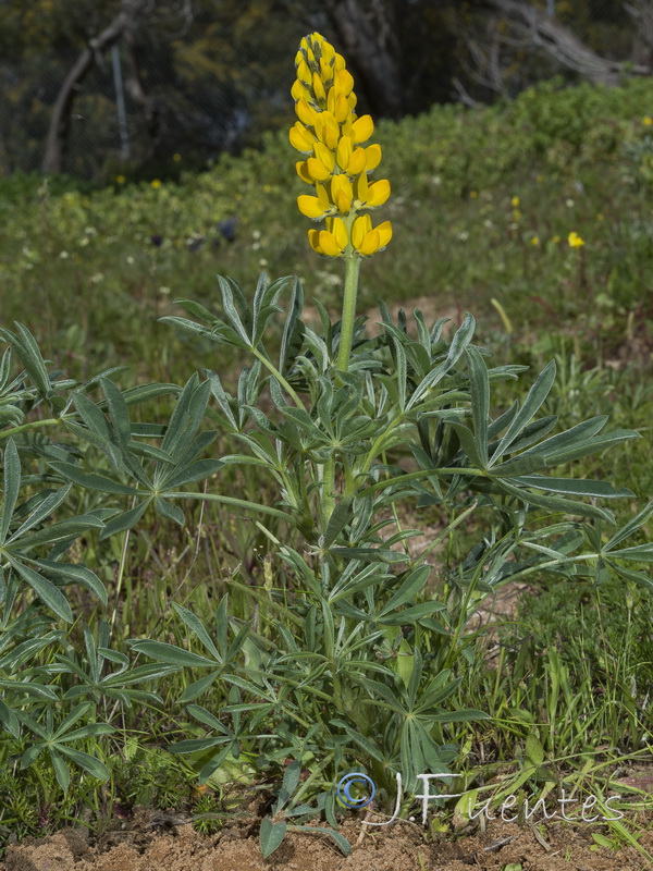 Lupinus luteus.01