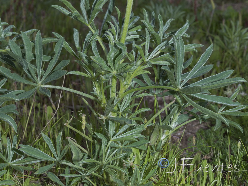 Lupinus luteus.02
