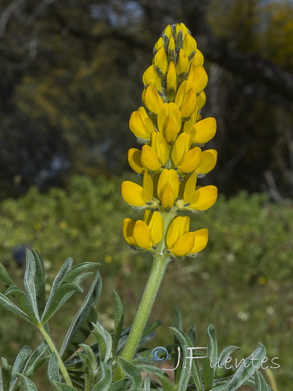 Lupinus luteus.04