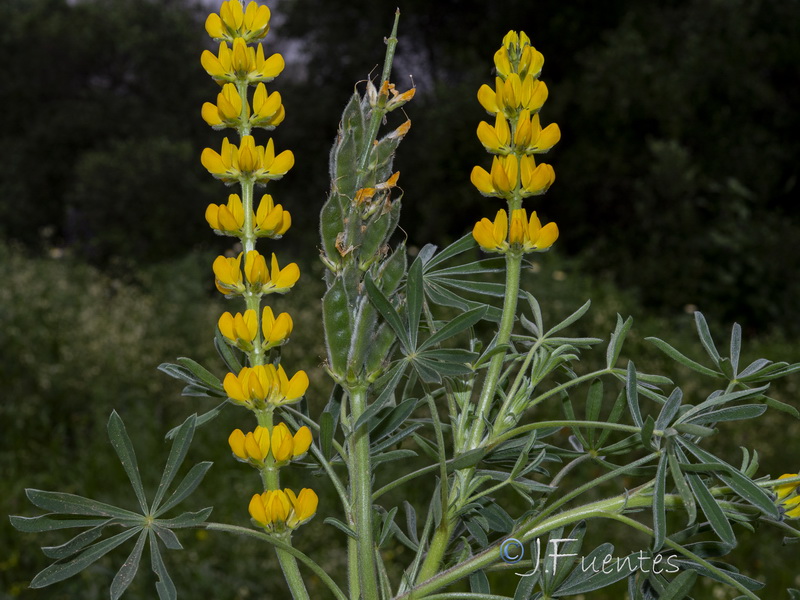 Lupinus luteus.05