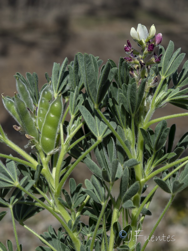 Lupinus mariae josephi.04