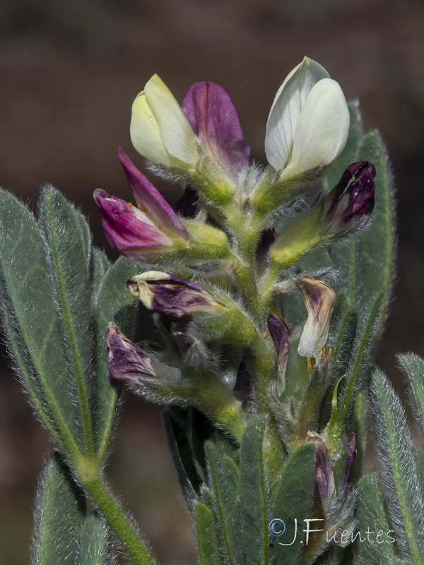 Lupinus mariae josephi.06