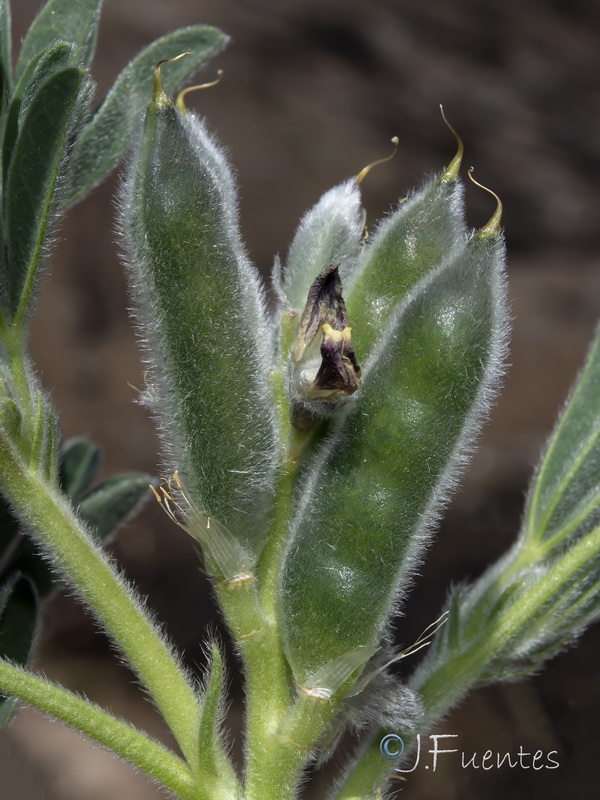Lupinus mariae josephi.07