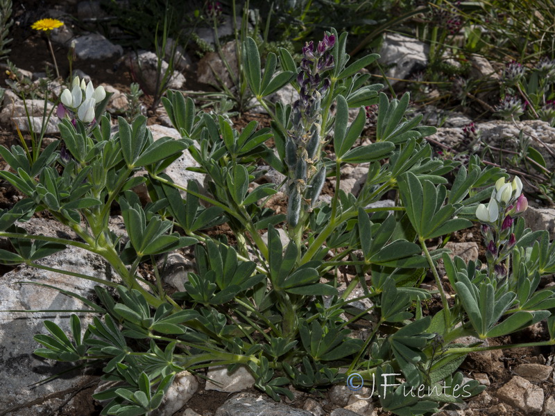 Lupinus mariae josephi.08