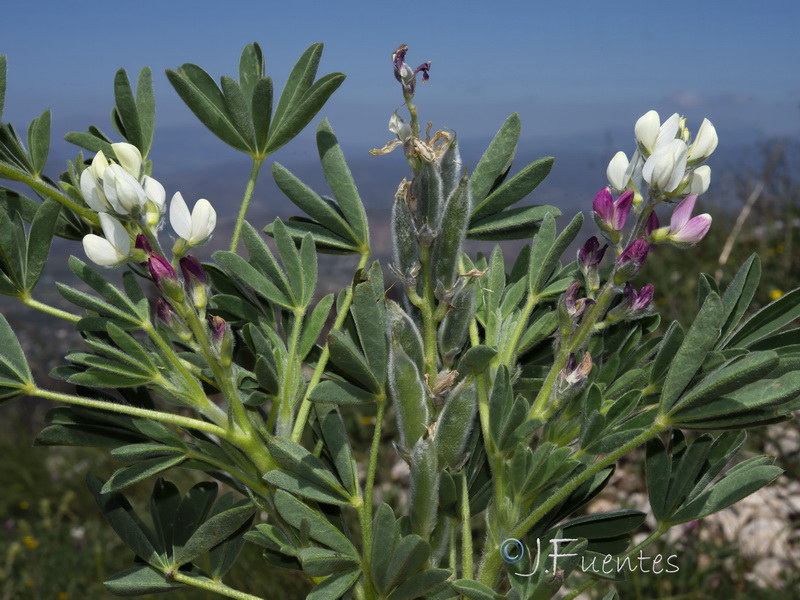 Lupinus mariae josephi.10