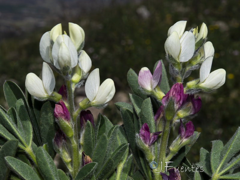 Lupinus mariae josephi.11