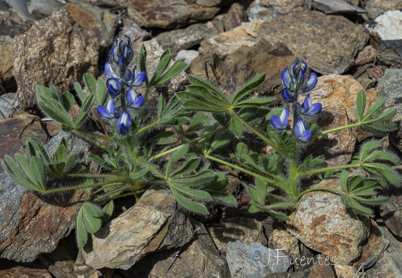 Lupinus micranthus 1.05