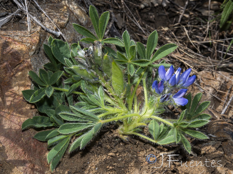 Lupinus micranthus 1.07