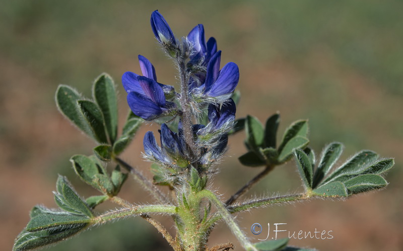 Lupinus micranthus 1.09