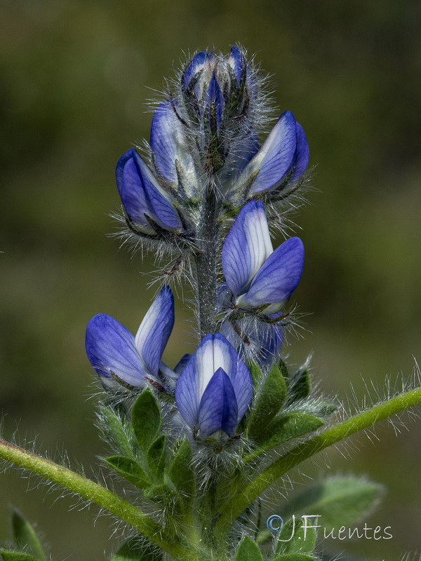 Lupinus micranthus 1.10