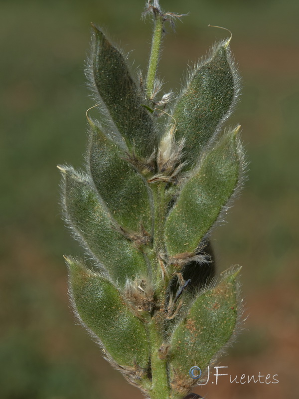 Lupinus micranthus 1.12