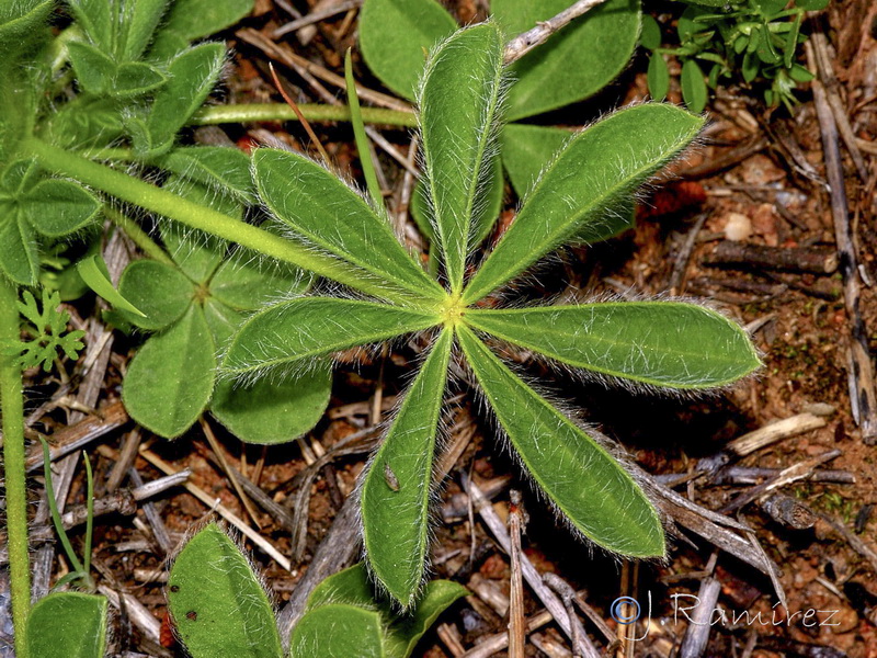 Lupinus micranthus 1.16