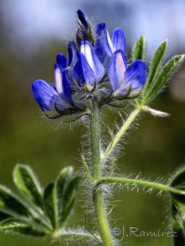 Lupinus micranthus 1.17