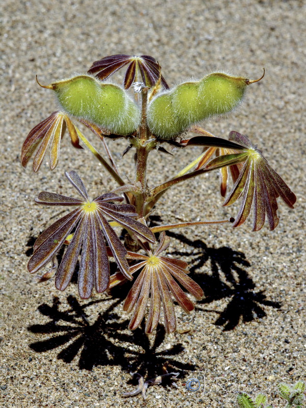 Lupinus micranthus.17