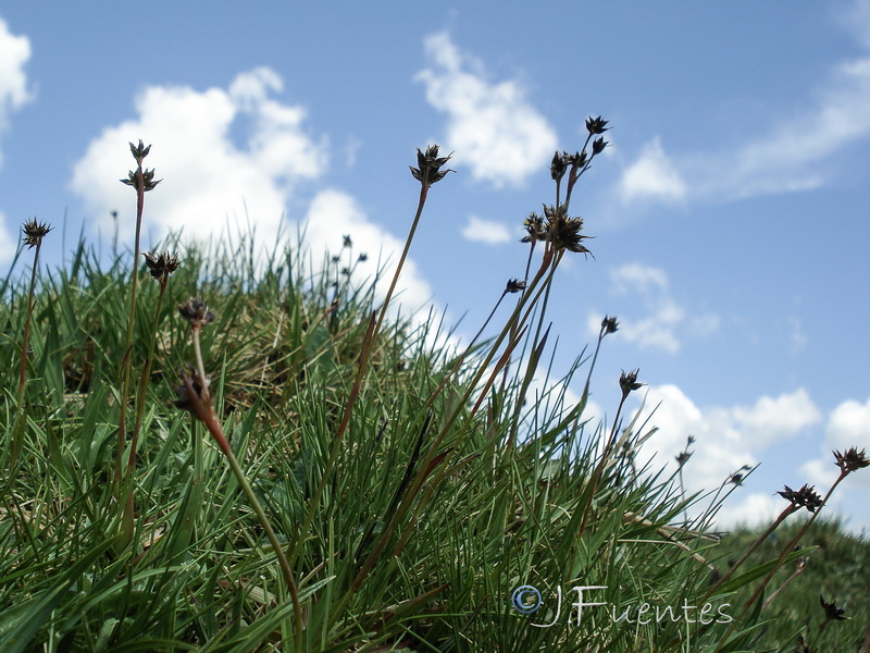 Luzula campestris.02