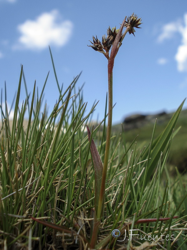 Luzula campestris.04