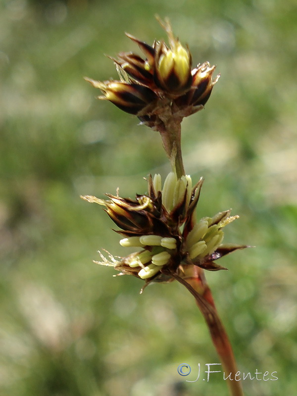 Luzula campestris.05