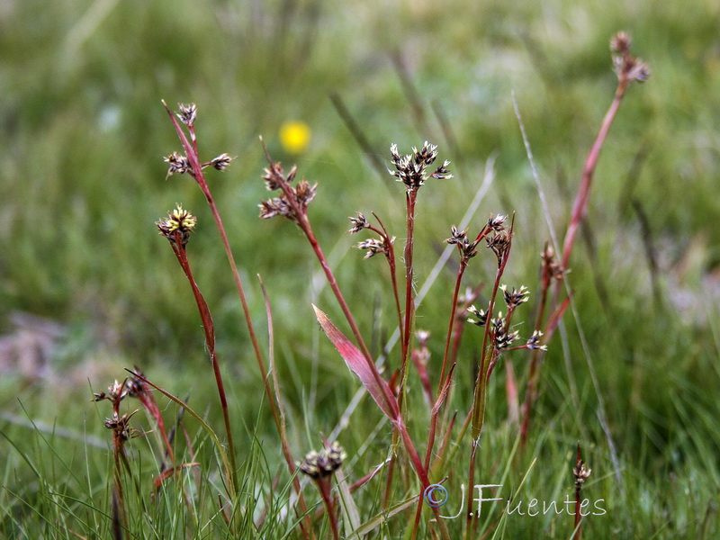 Luzula campestris.06