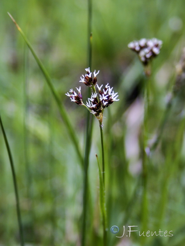 Luzula campestris.07