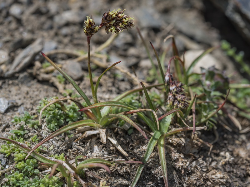 Luzula campestris.08