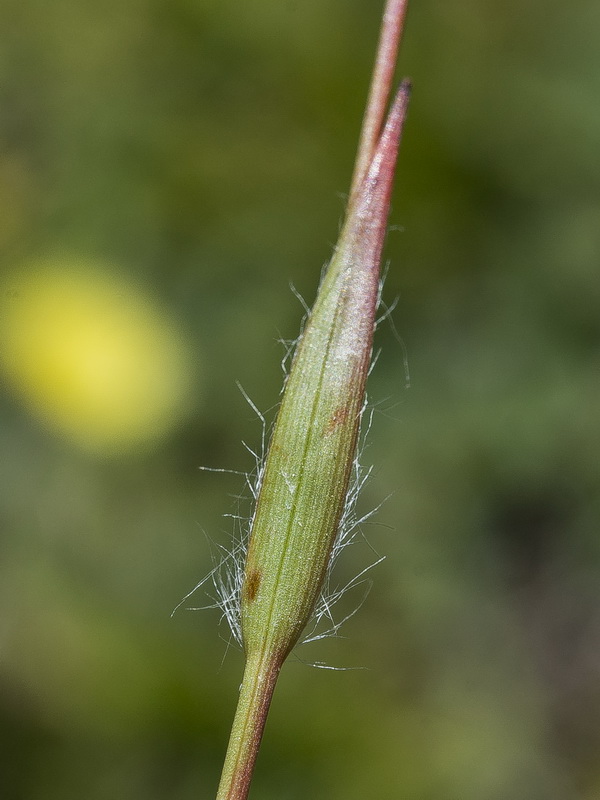 Luzula campestris.09