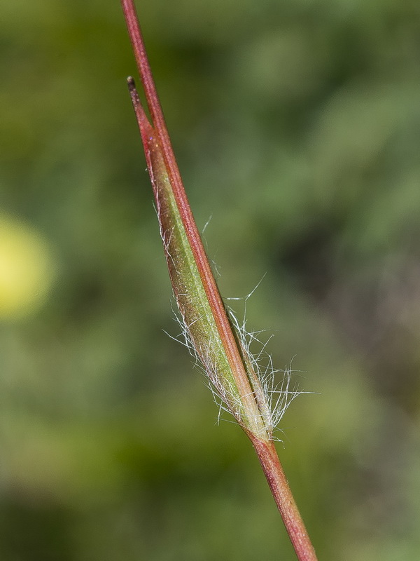 Luzula campestris.10