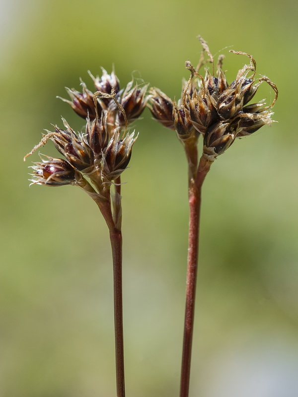 Luzula campestris.11