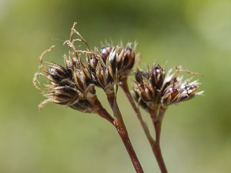 Luzula campestris.12