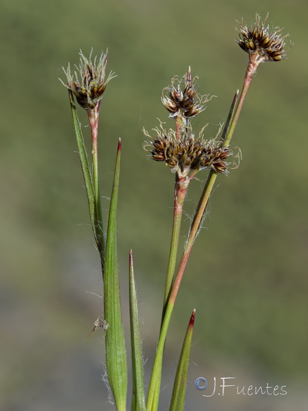 Luzula campestris.13
