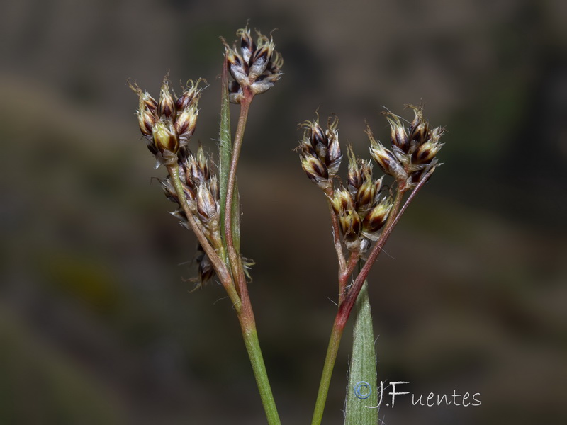 Luzula campestris.16