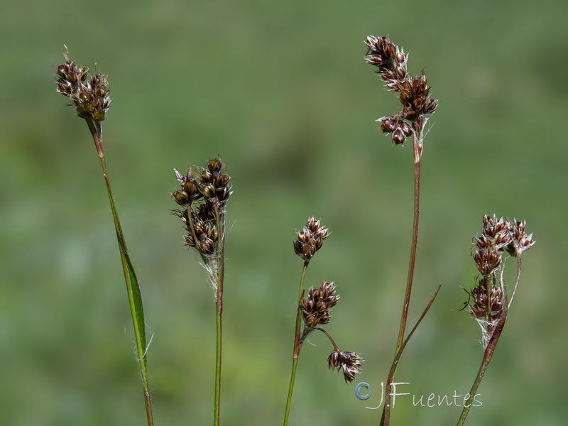Luzula campestris.17