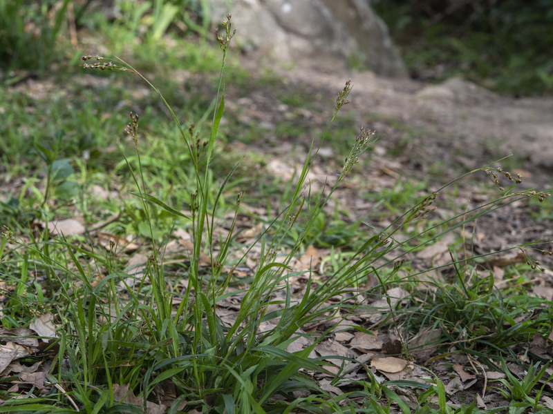 Luzula forsteri forsteri.01