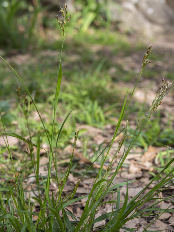 Luzula forsteri forsteri.02