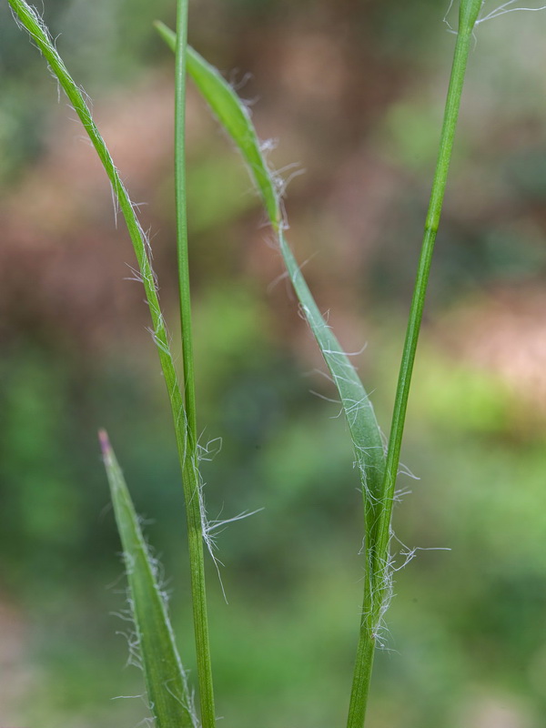 Luzula forsteri forsteri.04