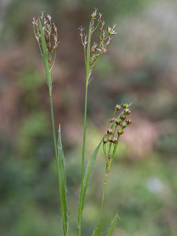 Luzula forsteri forsteri.05