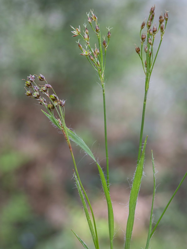 Luzula forsteri forsteri.06