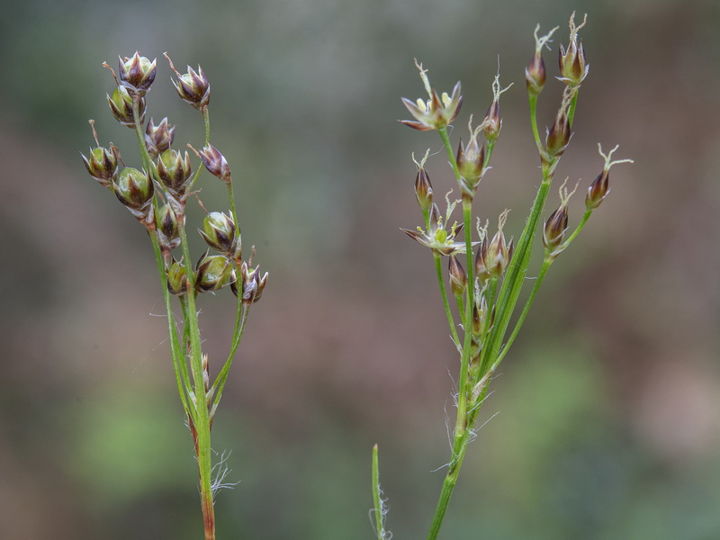 Luzula forsteri forsteri.07