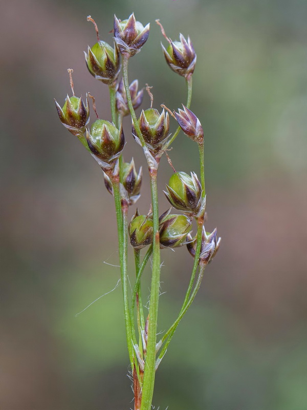 Luzula forsteri forsteri.08