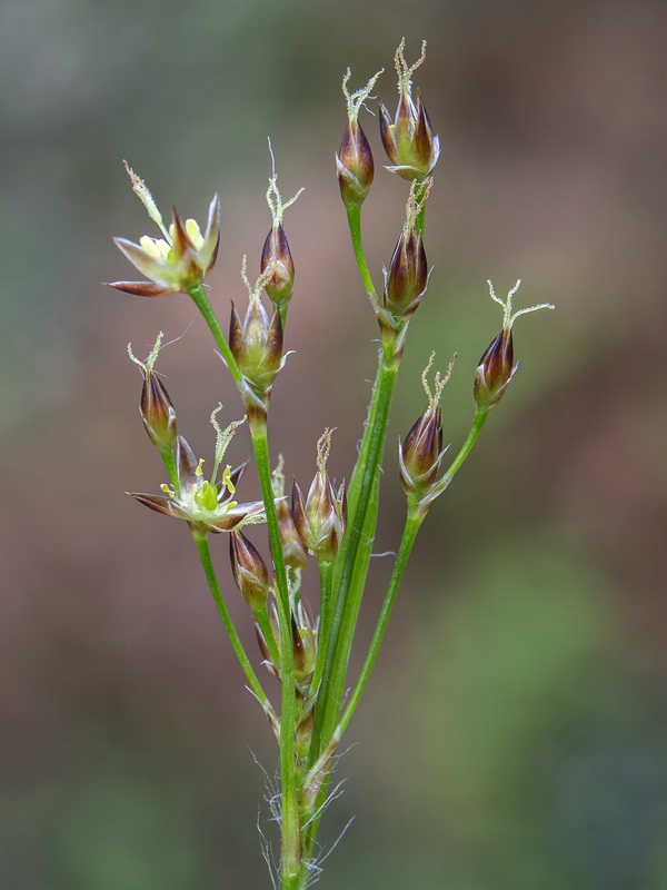 Luzula forsteri forsteri.09