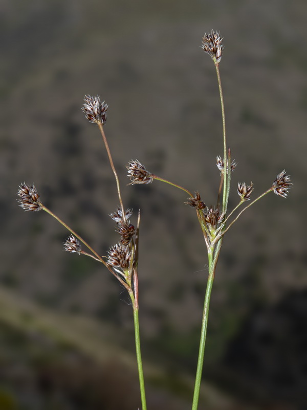 Luzula multiflora multiflora.01