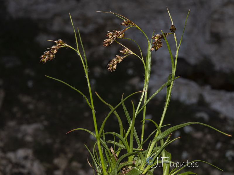Luzula pediformis.01