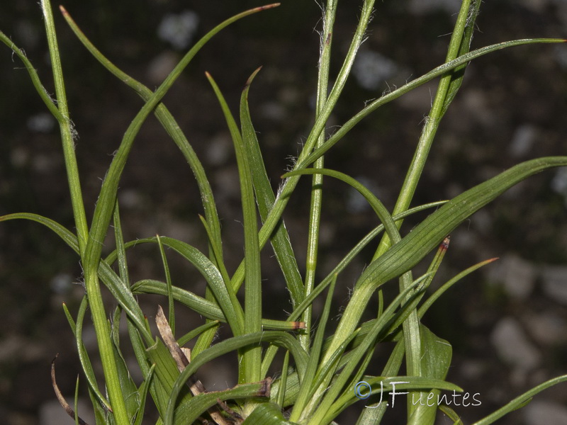 Luzula pediformis.02