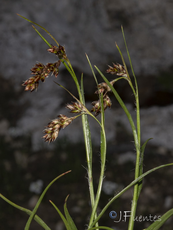 Luzula pediformis.03