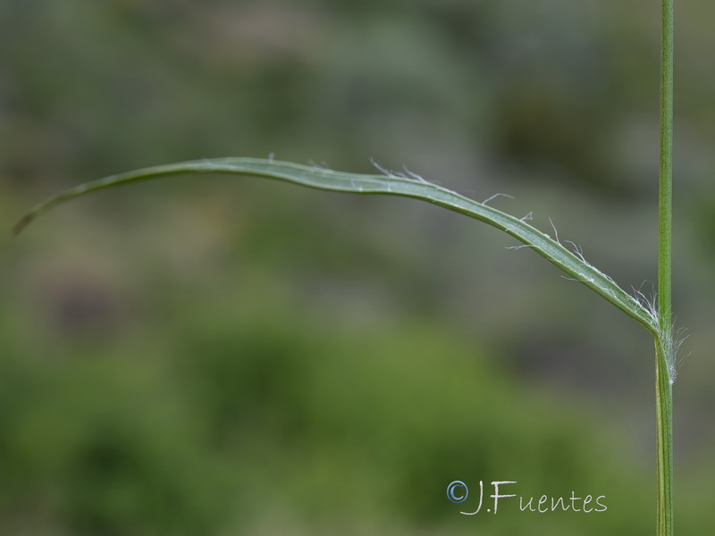 Luzula pediformis.05